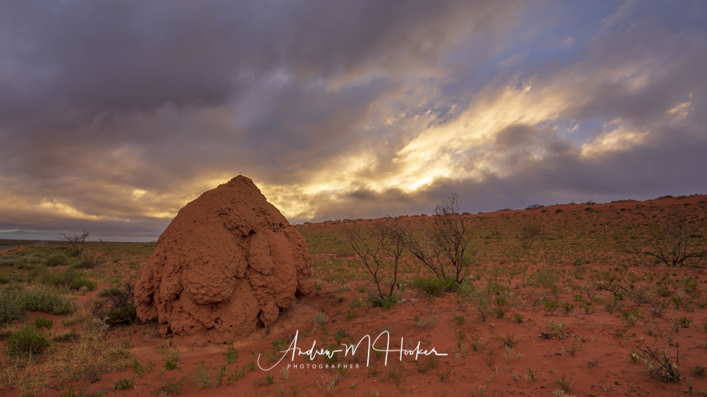 Termite Sky